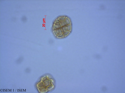 ISEM 1/Adenopodia_gymnantha_28002/Adenopodia_gymnantha_28002_0001(copy)_thumb.jpg